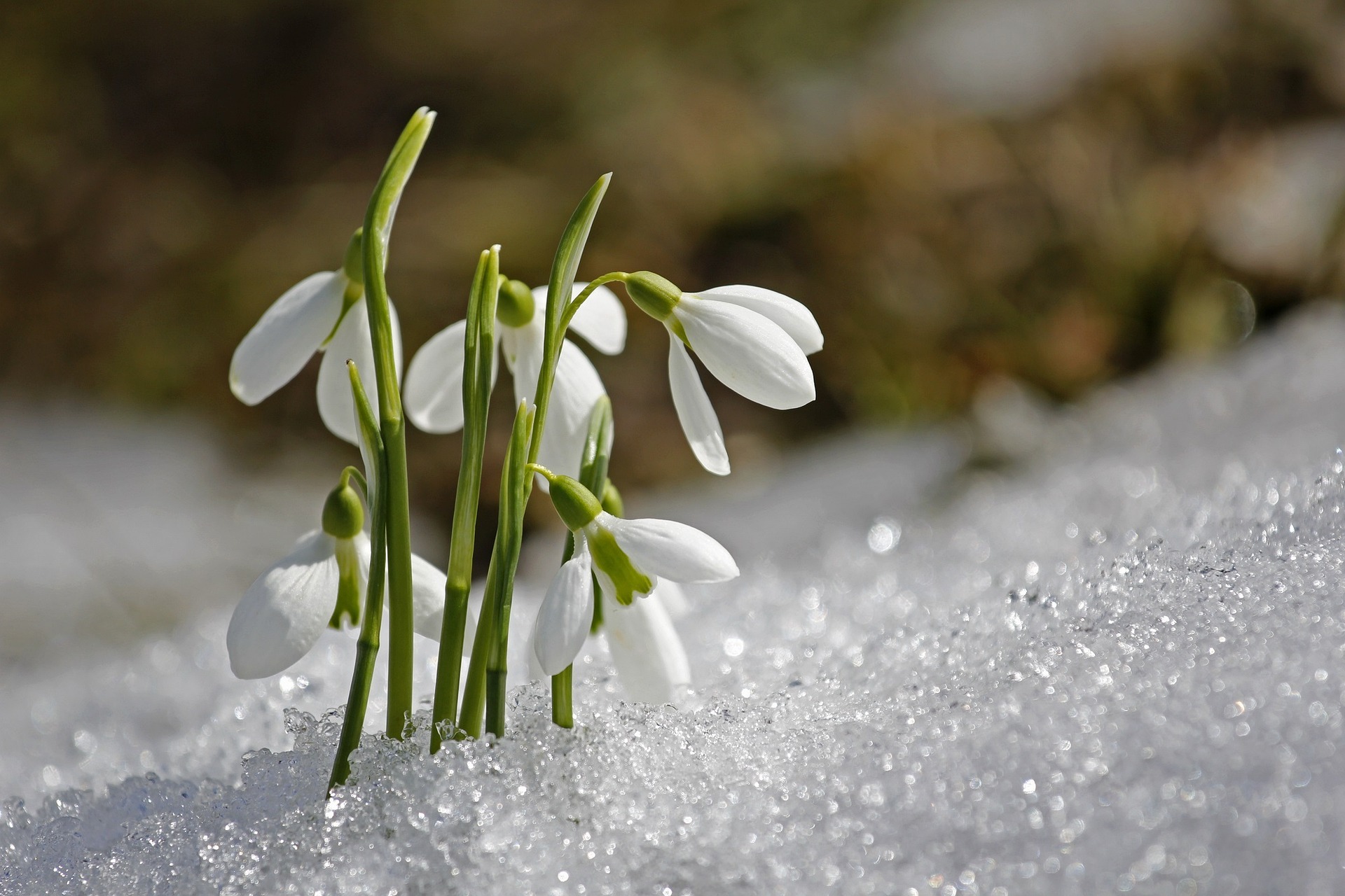 The Earliest-Blooming Spring Bulbs | Almanac.com